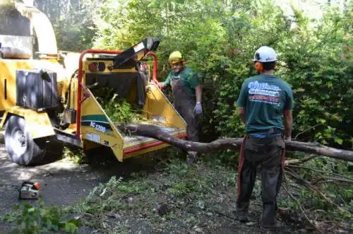 tree services Bancroft